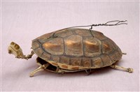 Chinese striped-neck turtle Collection Image, Figure 1, Total 13 Figures